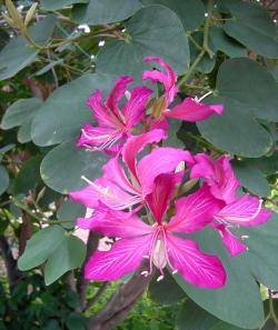 bauhinia_variegata